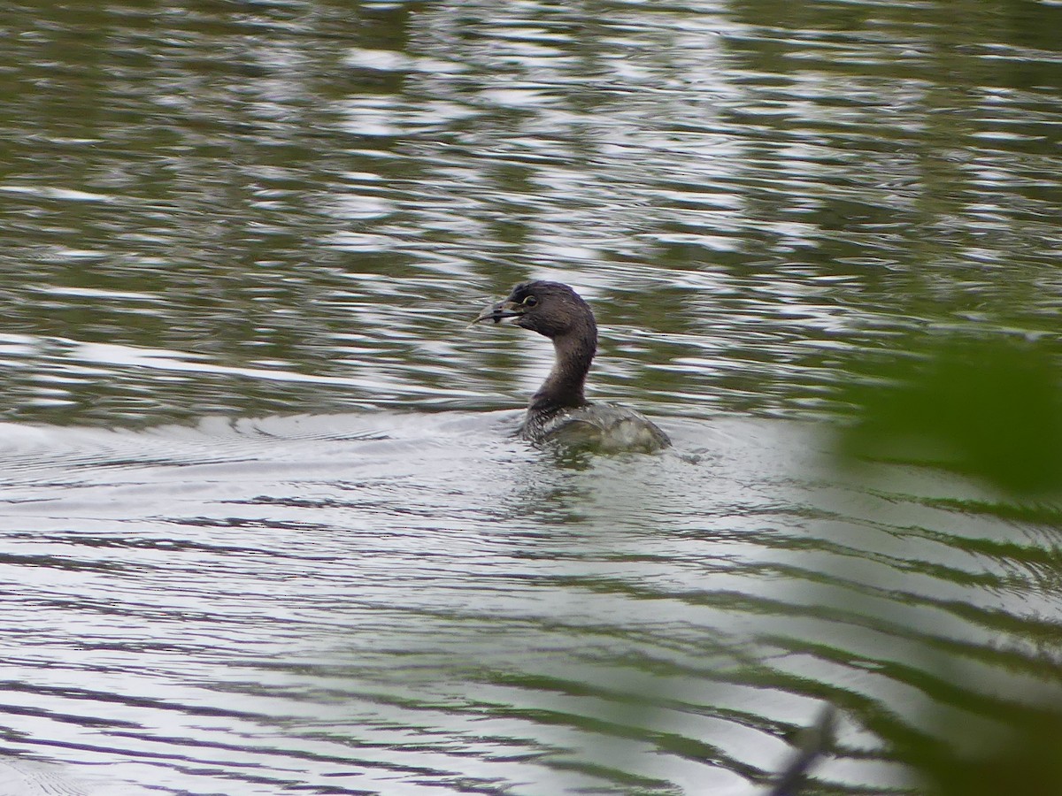 Pied-billed Grebe - ML623687028