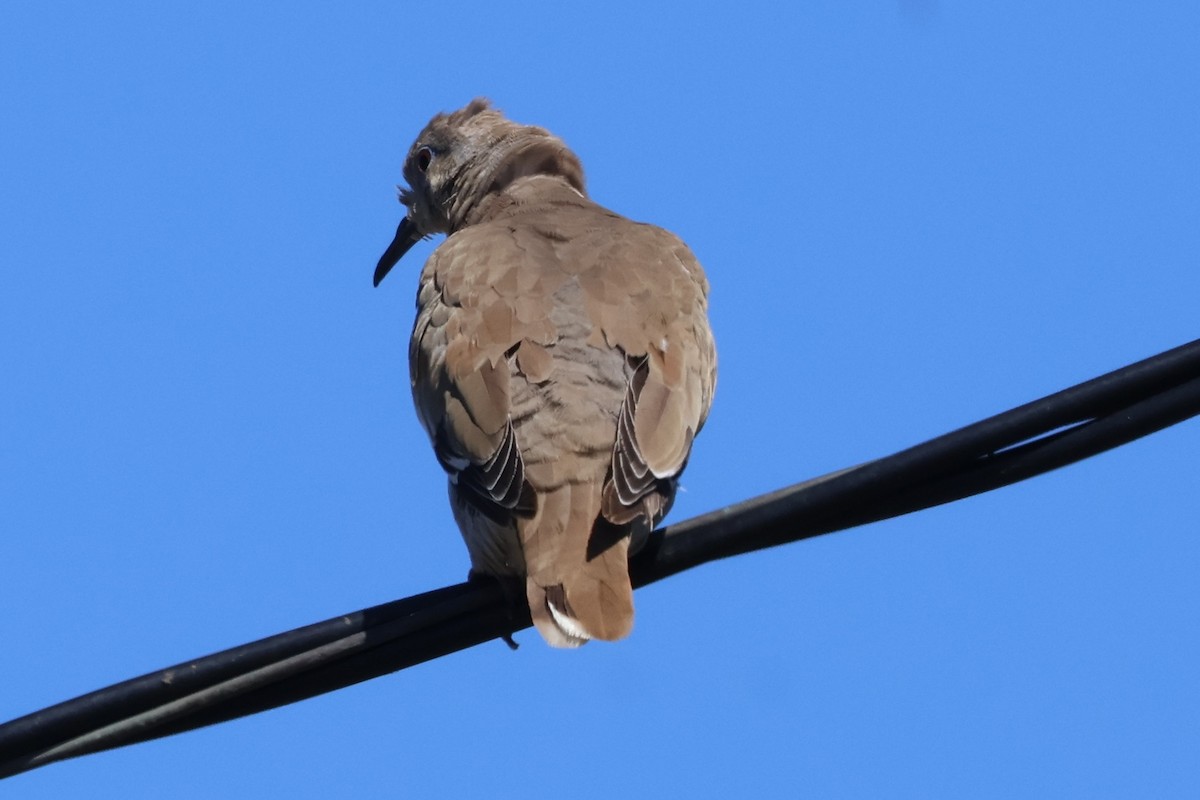 White-winged Dove - ML623687029