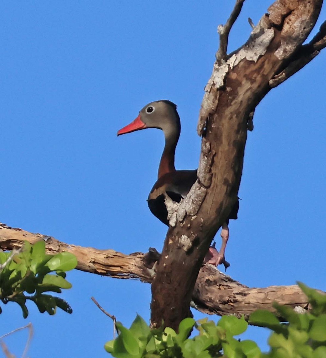 Black-bellied Whistling-Duck - ML623687057