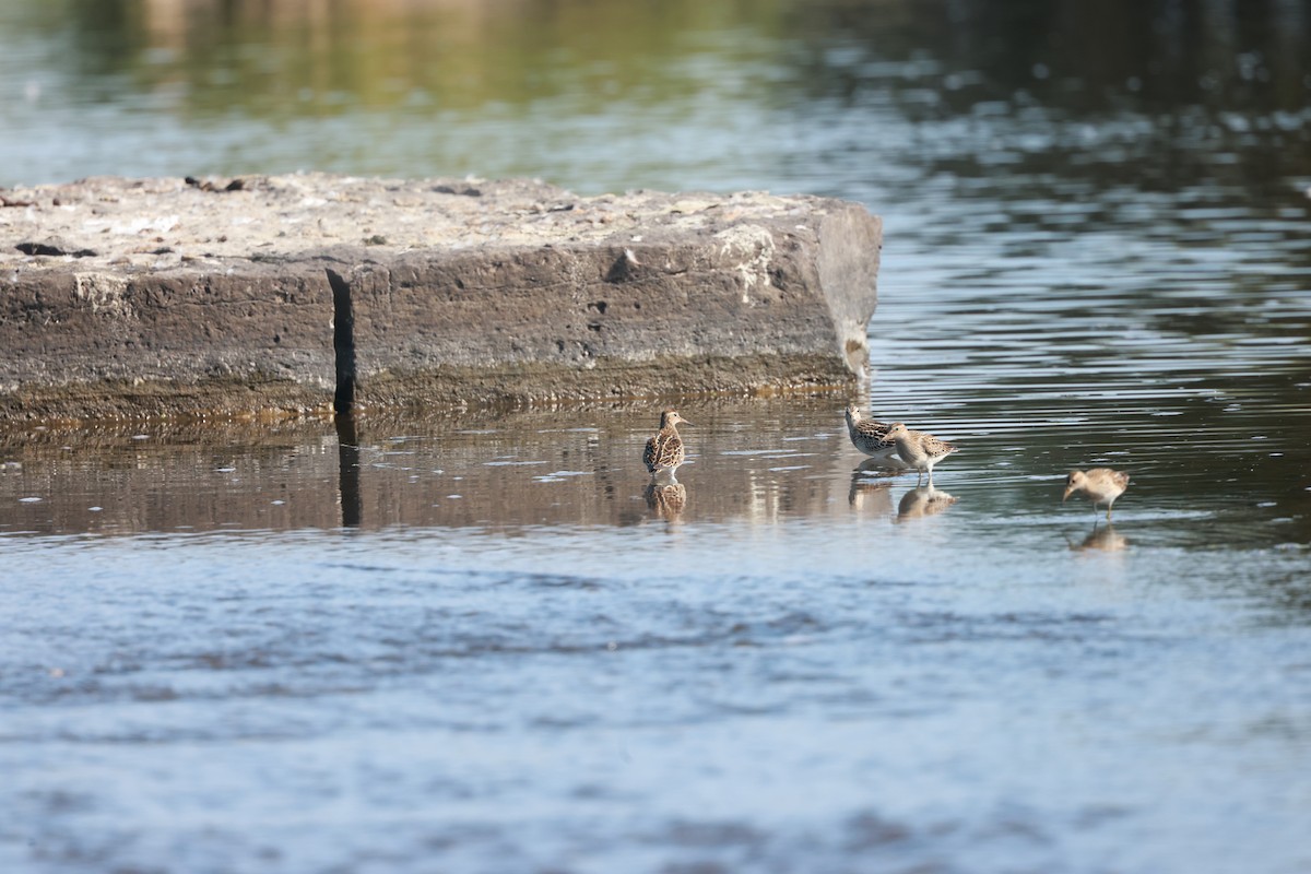 Pectoral Sandpiper - ML623687079