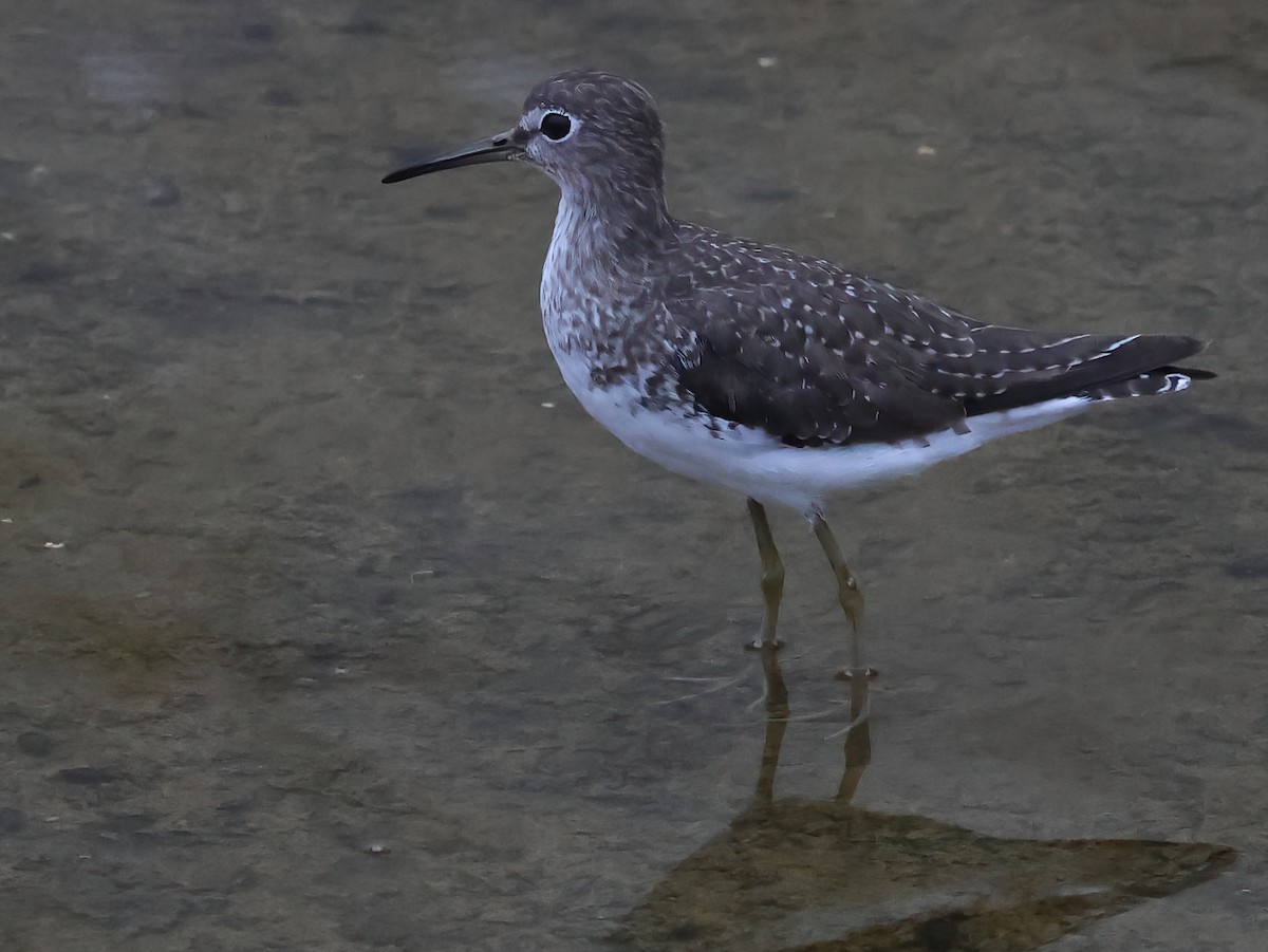 Solitary Sandpiper - ML623687083