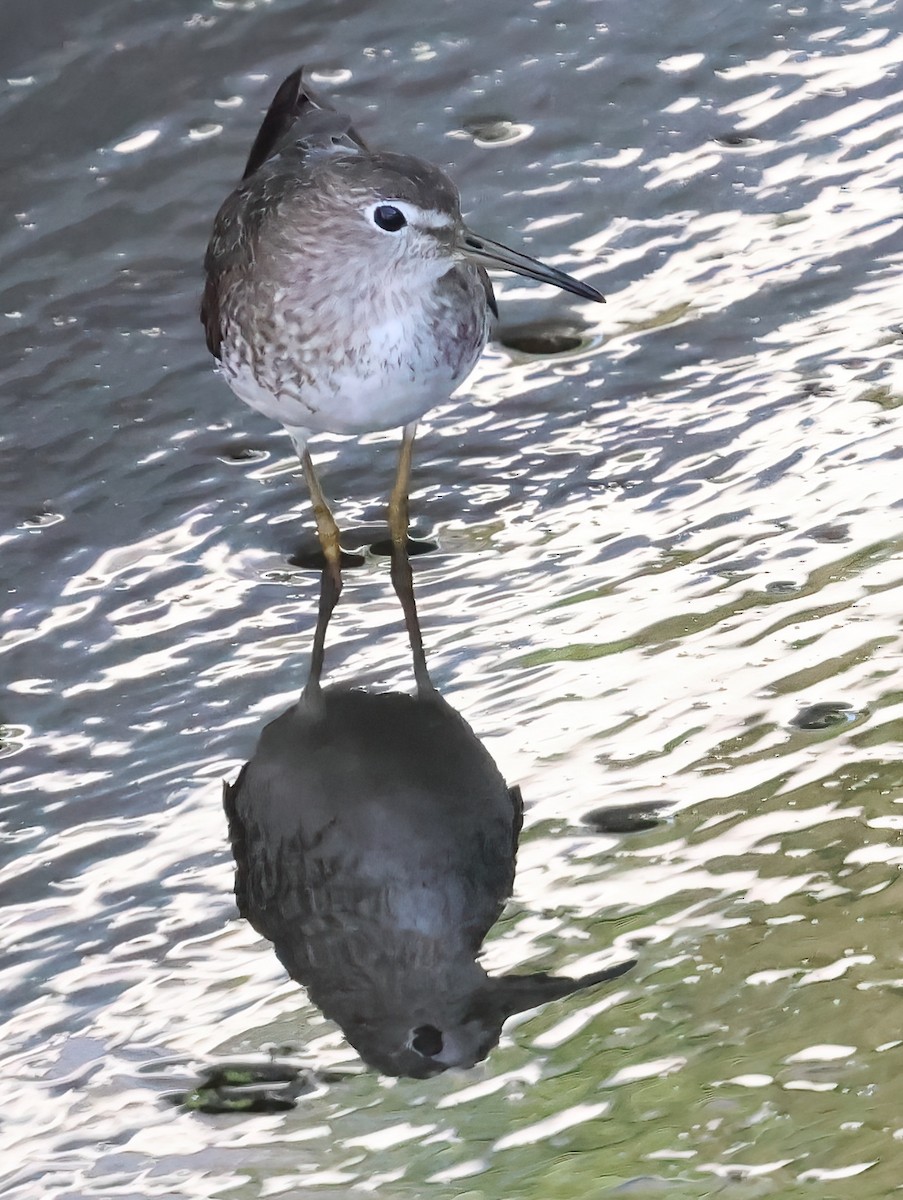 Solitary Sandpiper - ML623687093