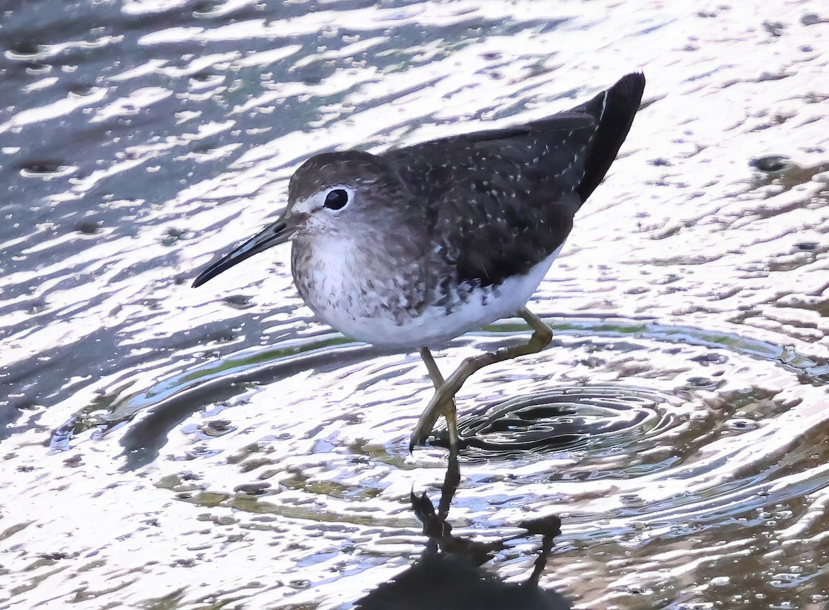 Solitary Sandpiper - ML623687095