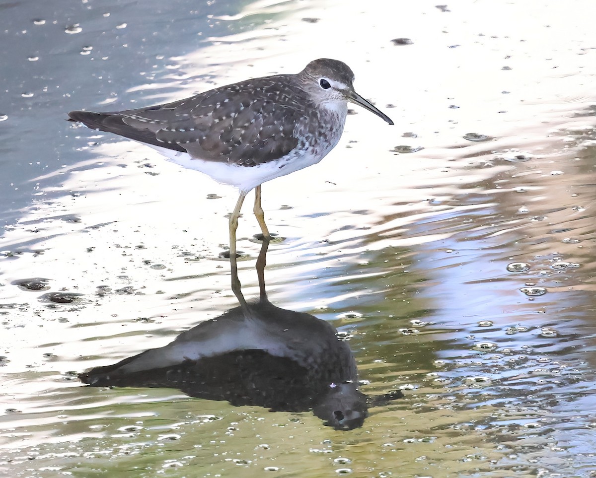 Solitary Sandpiper - ML623687113