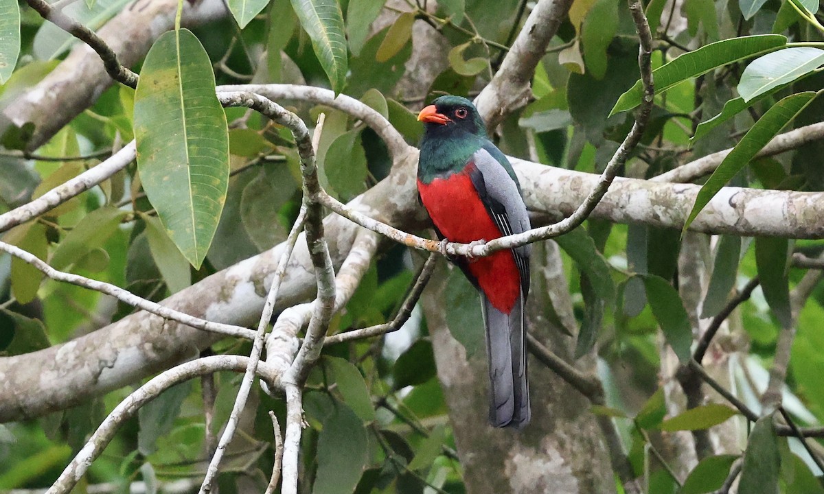 Slaty-tailed Trogon - ML623687115