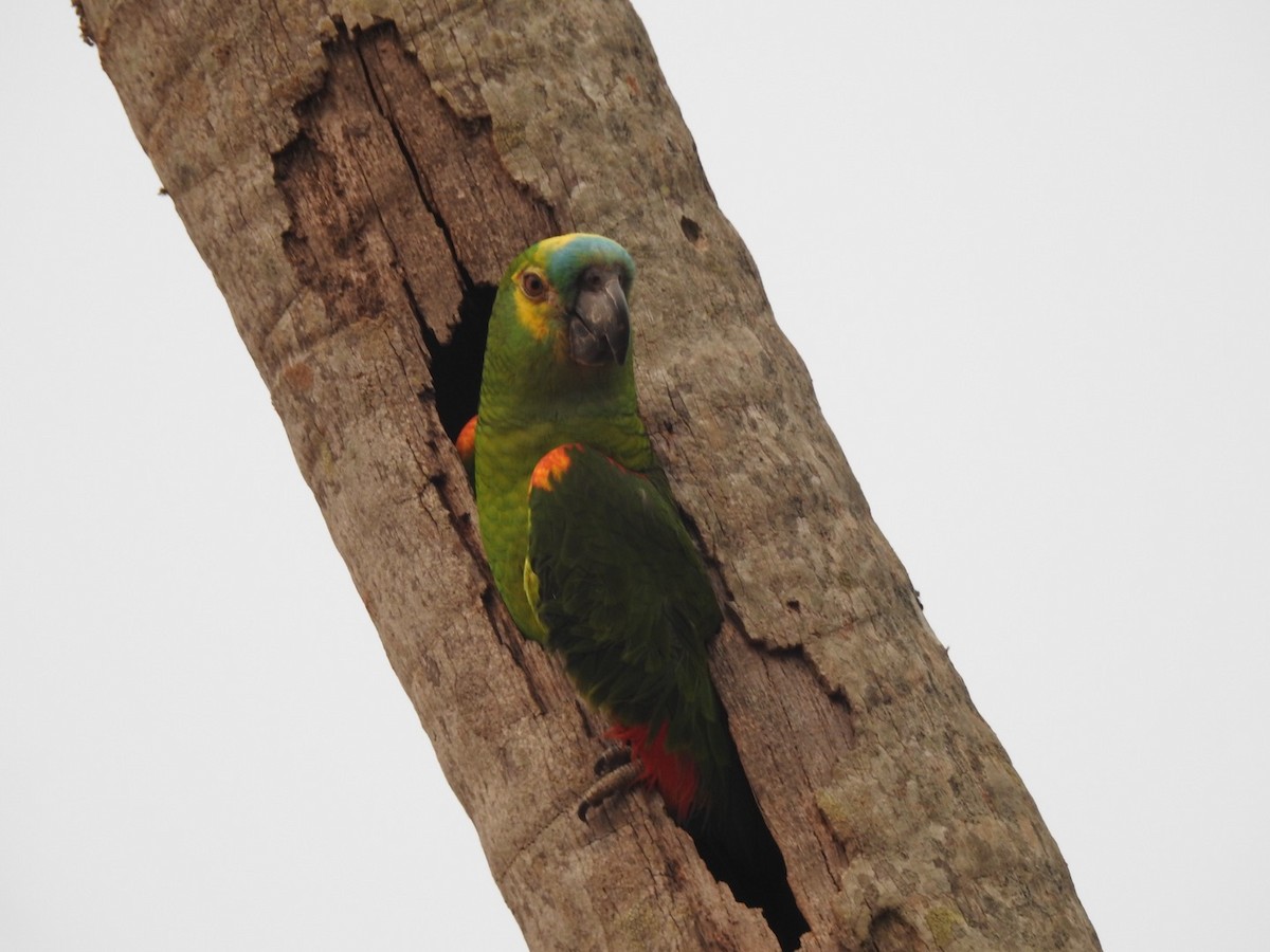 Turquoise-fronted Parrot - ML623687140