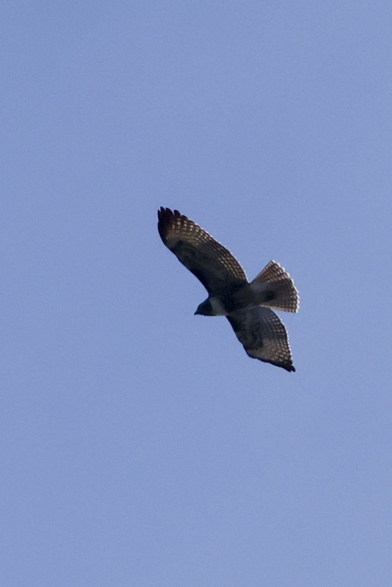 Red-tailed Hawk (calurus/alascensis) - ML623687151