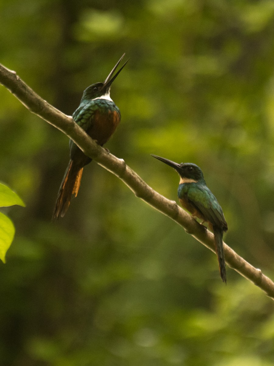 Rufous-tailed Jacamar - ML623687185