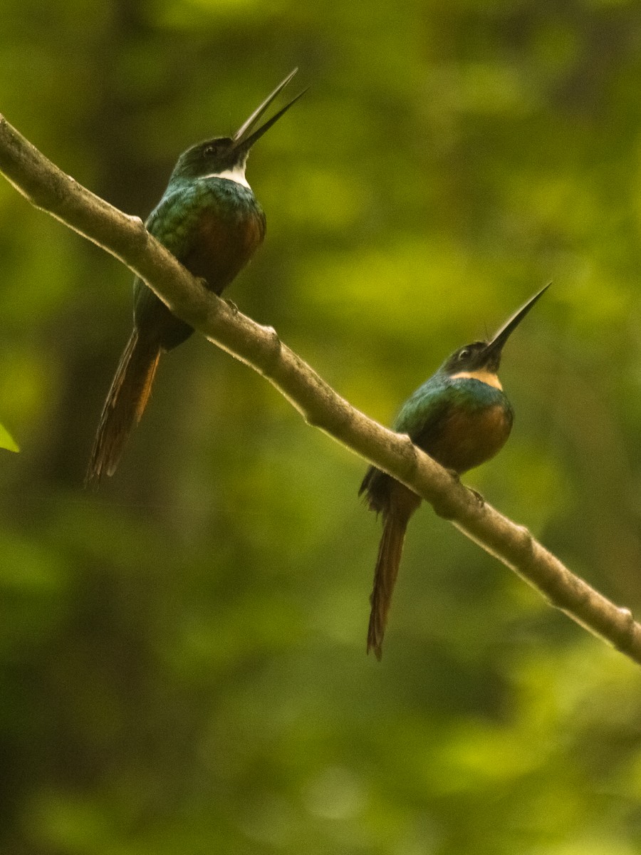 Rufous-tailed Jacamar - ML623687186