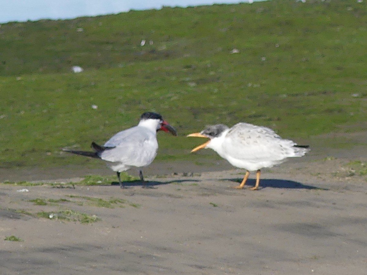 Caspian Tern - ML623687192