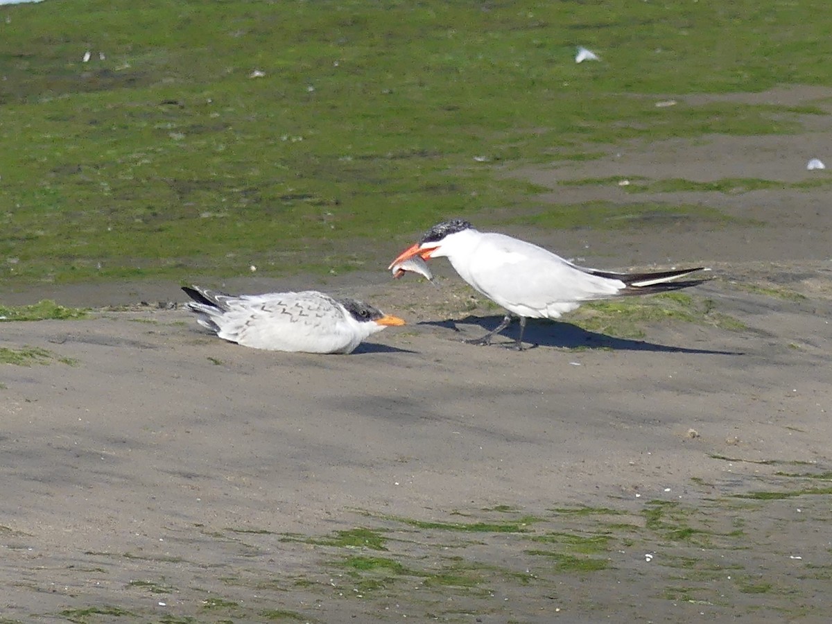 Caspian Tern - Whitney Grover