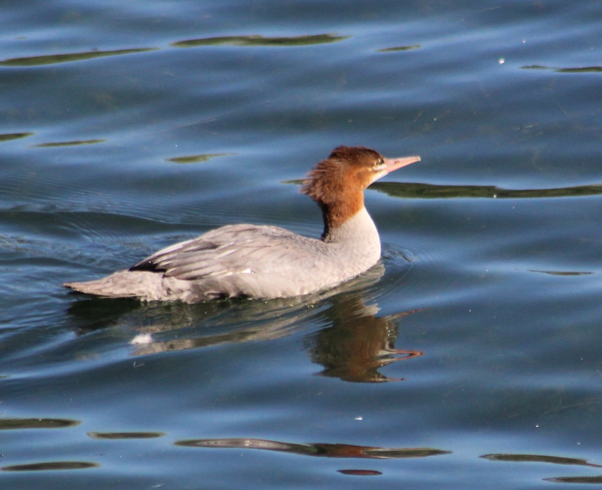 Gänsesäger - ML623687198