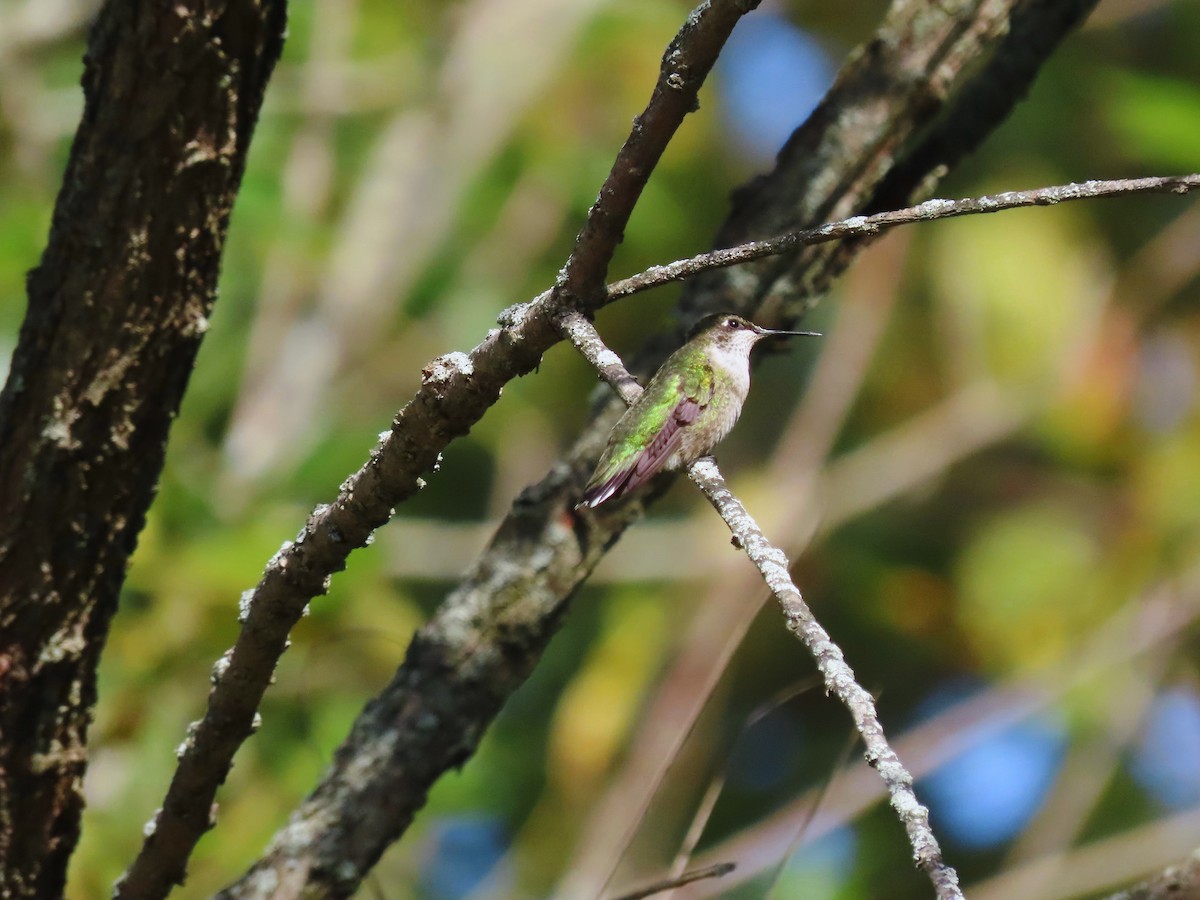 Ruby-throated Hummingbird - ML623687219