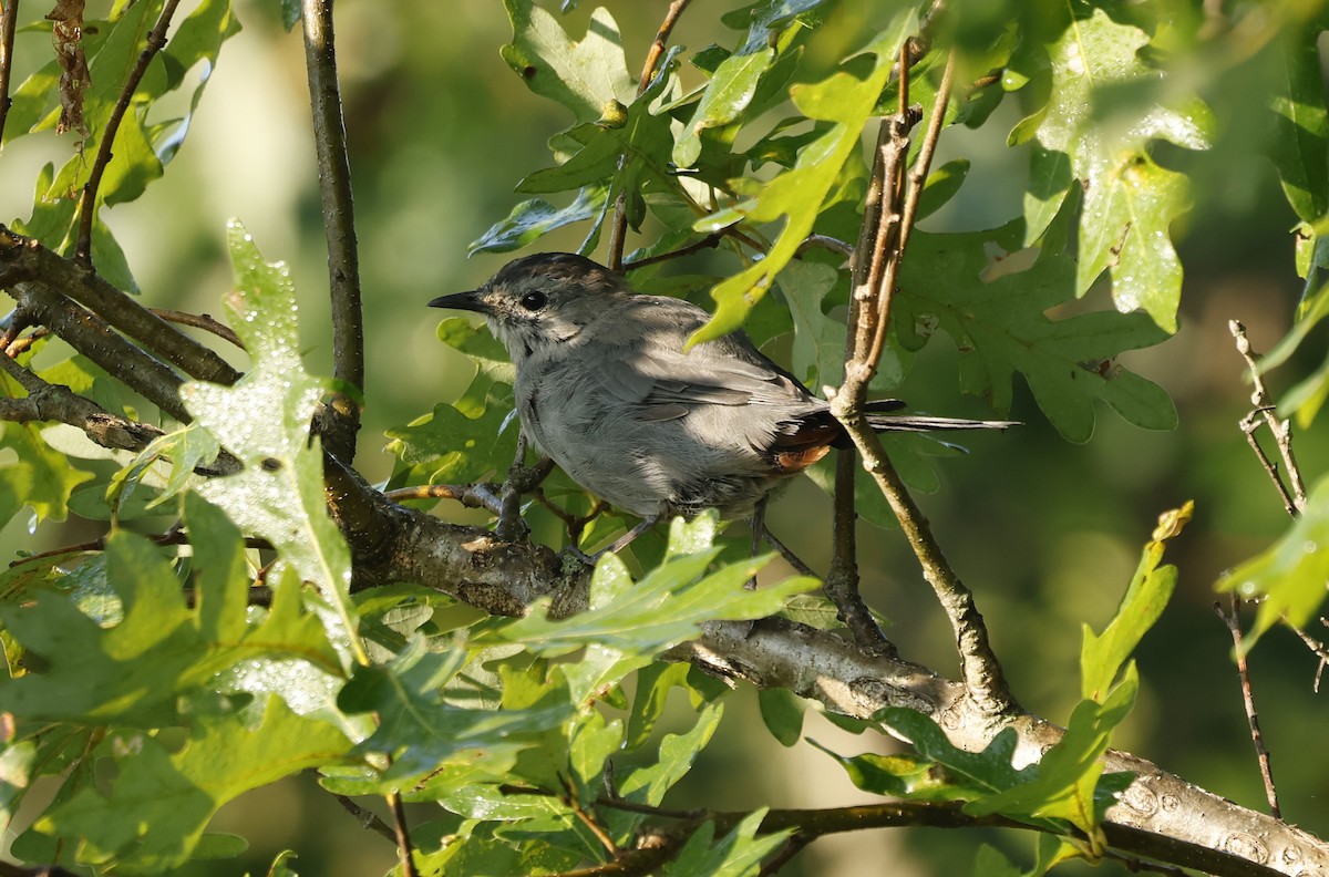 Gray Catbird - ML623687224