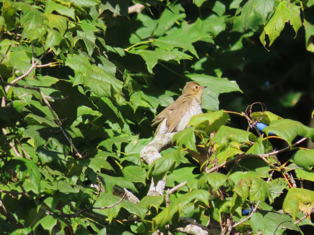 Swainson's Thrush - ML623687242