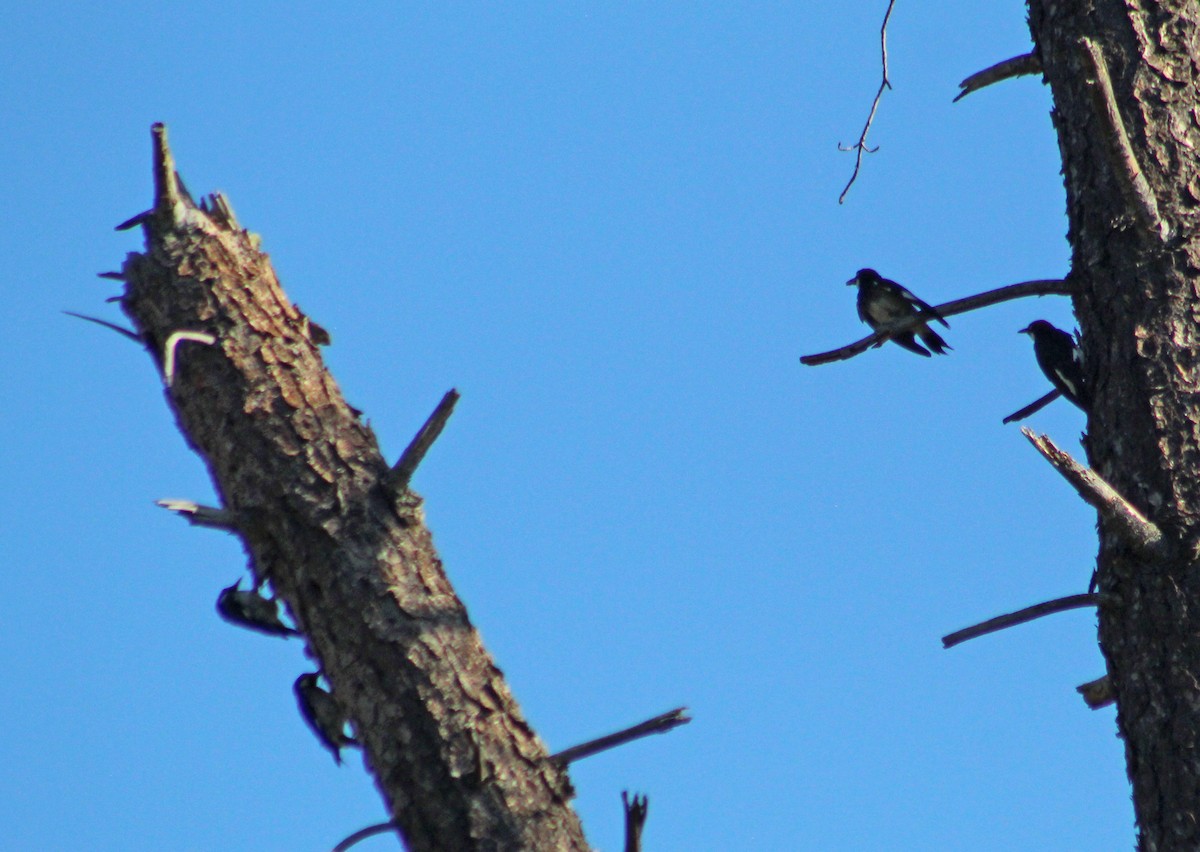 Acorn Woodpecker - Annette Talbot