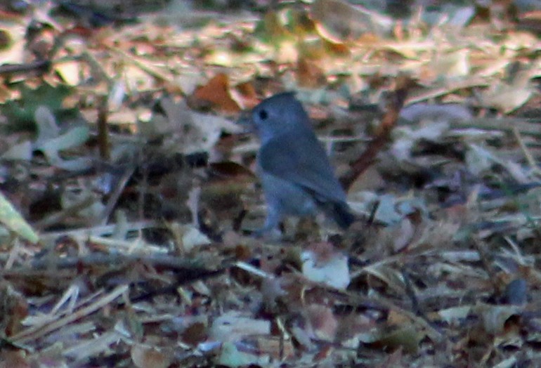 Oak Titmouse - Annette Talbot