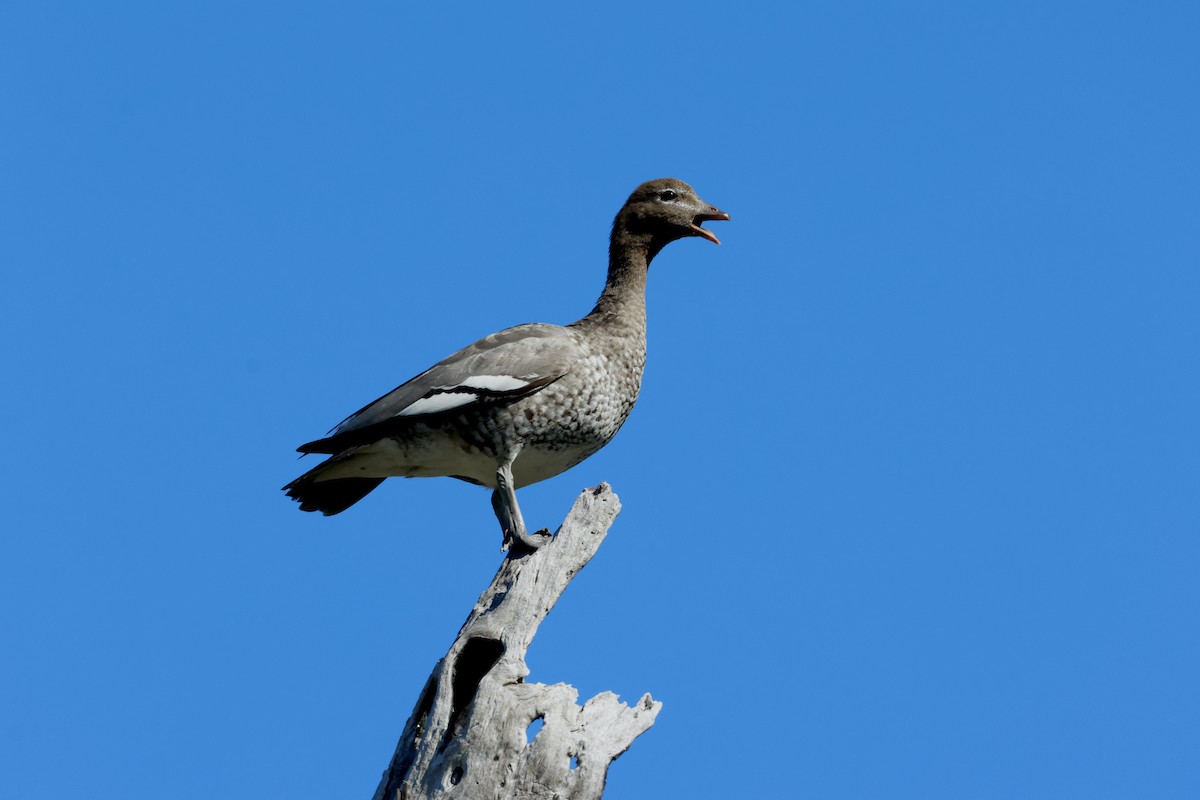 Canard à crinière - ML623687318