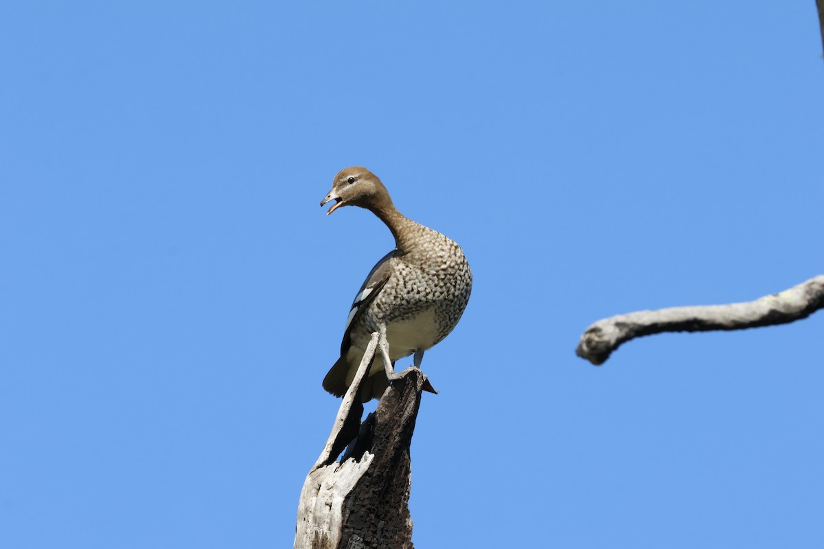 Canard à crinière - ML623687319