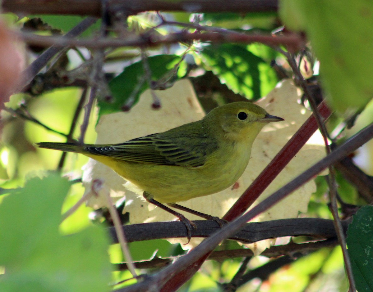 Yellow Warbler - Annette Talbot