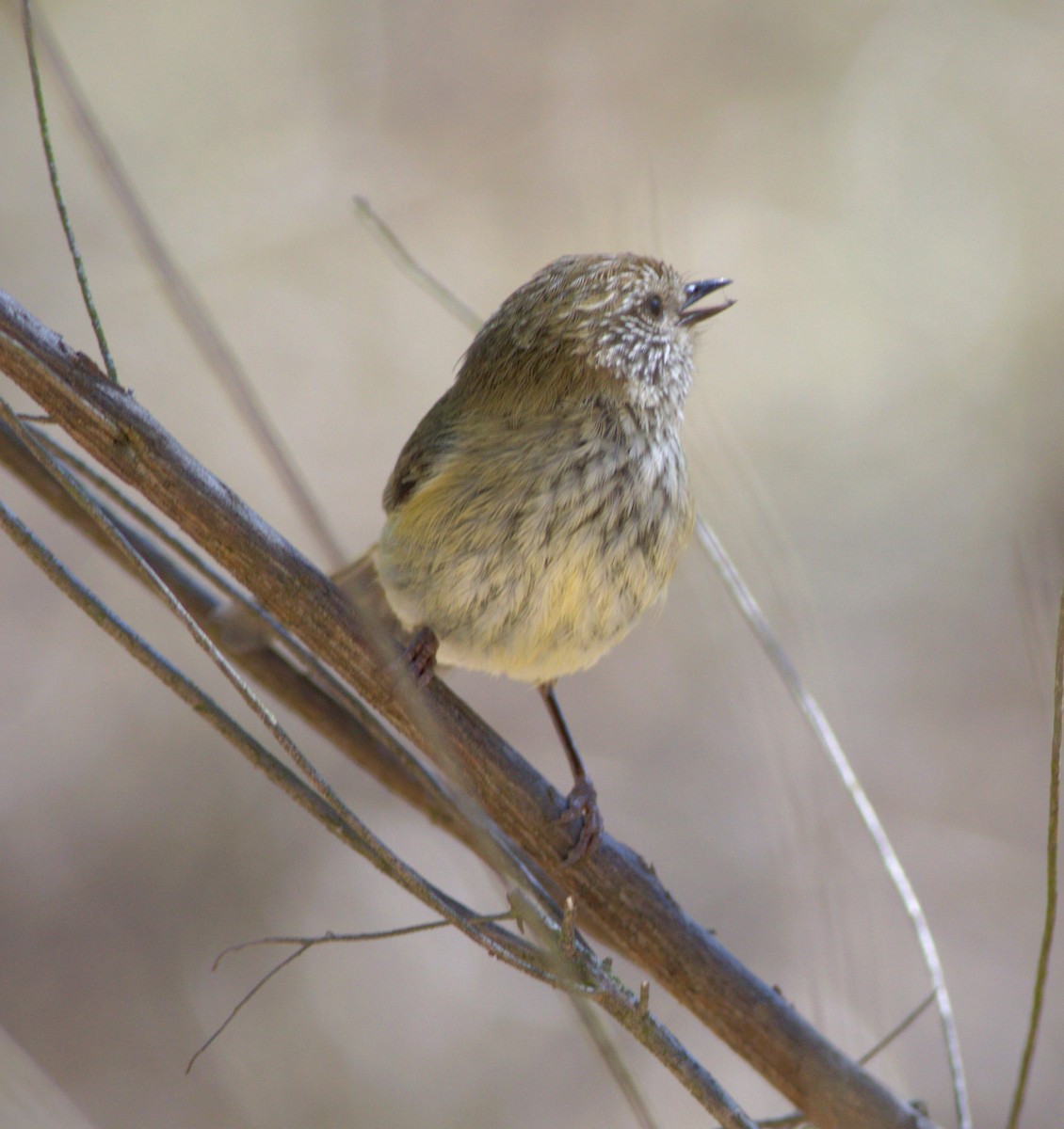 Striated Thornbill - ML623687332