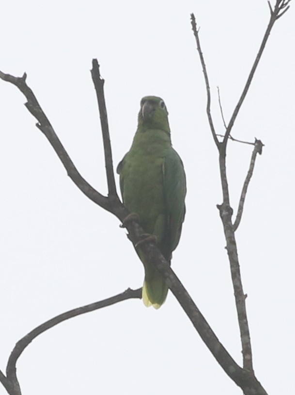 Mealy Parrot - ML623687402