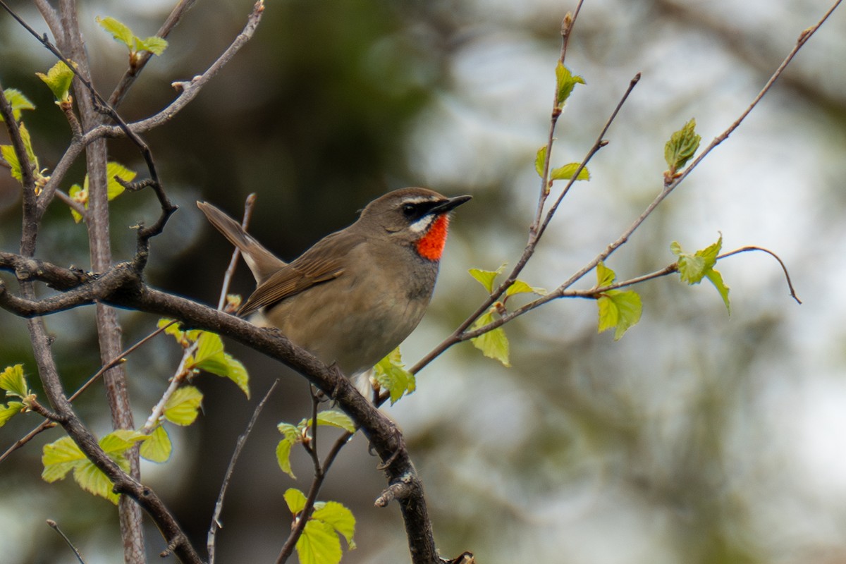 Siberian Rubythroat - ML623687420