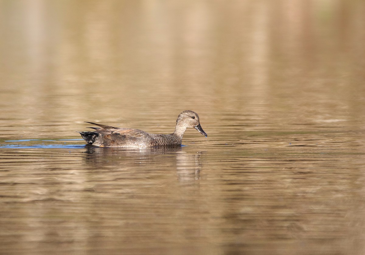 Gadwall - Neal Morris