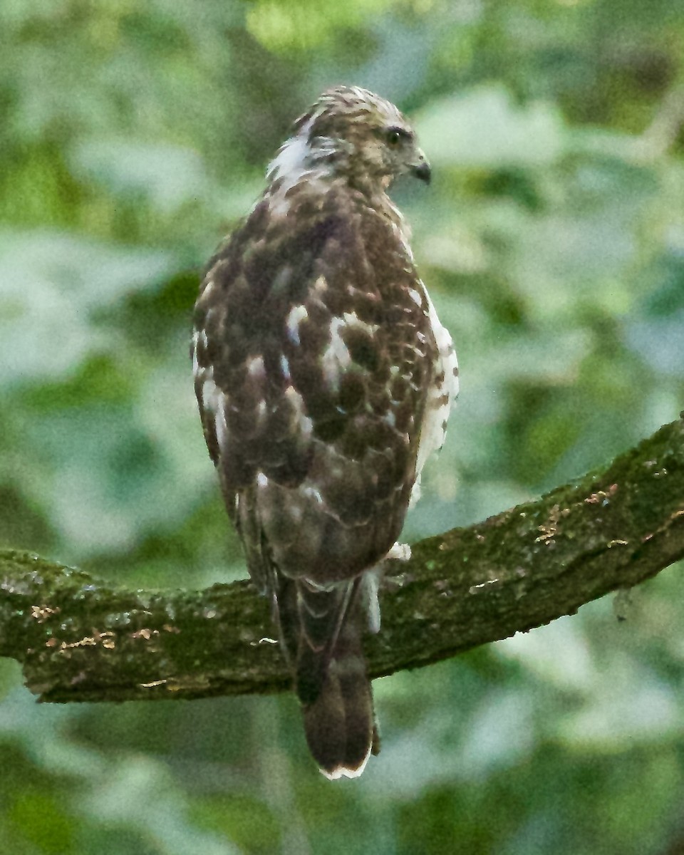 Red-shouldered Hawk - ML623687465