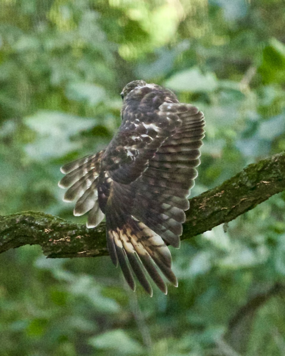 Red-shouldered Hawk - ML623687473