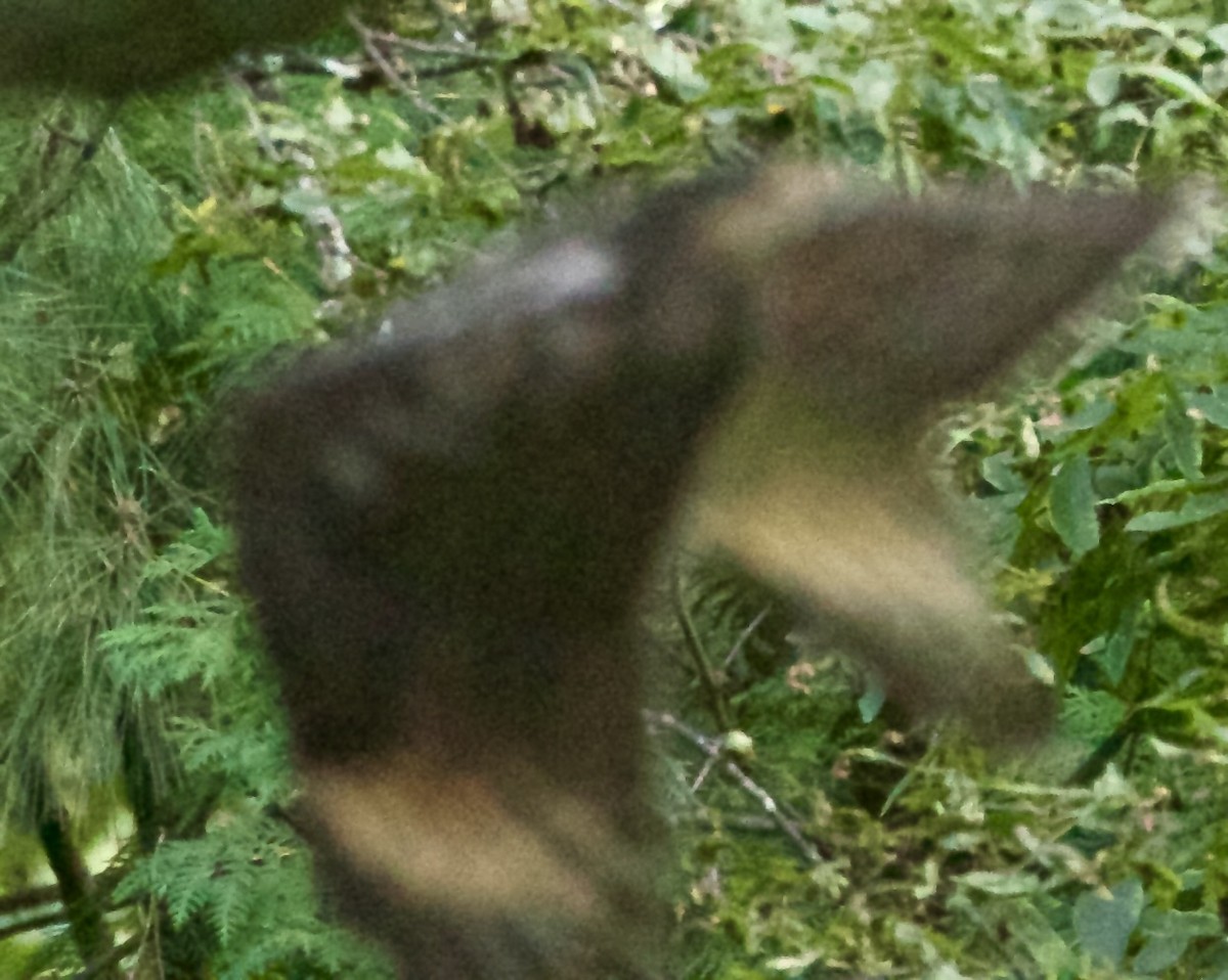 Red-shouldered Hawk - ML623687475