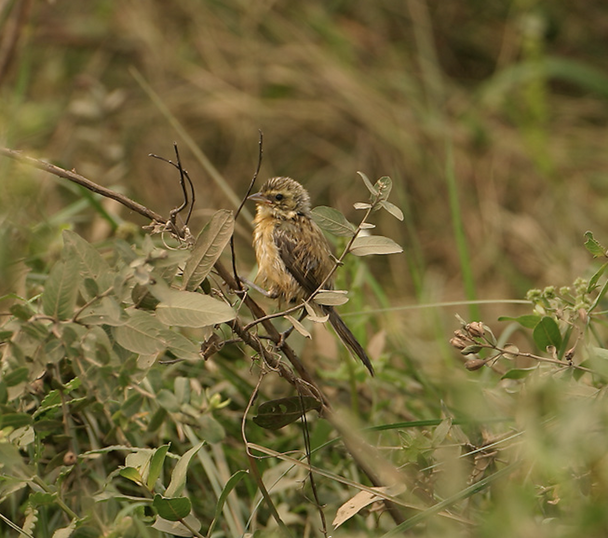 Long-tailed Reed Finch - ML623687515