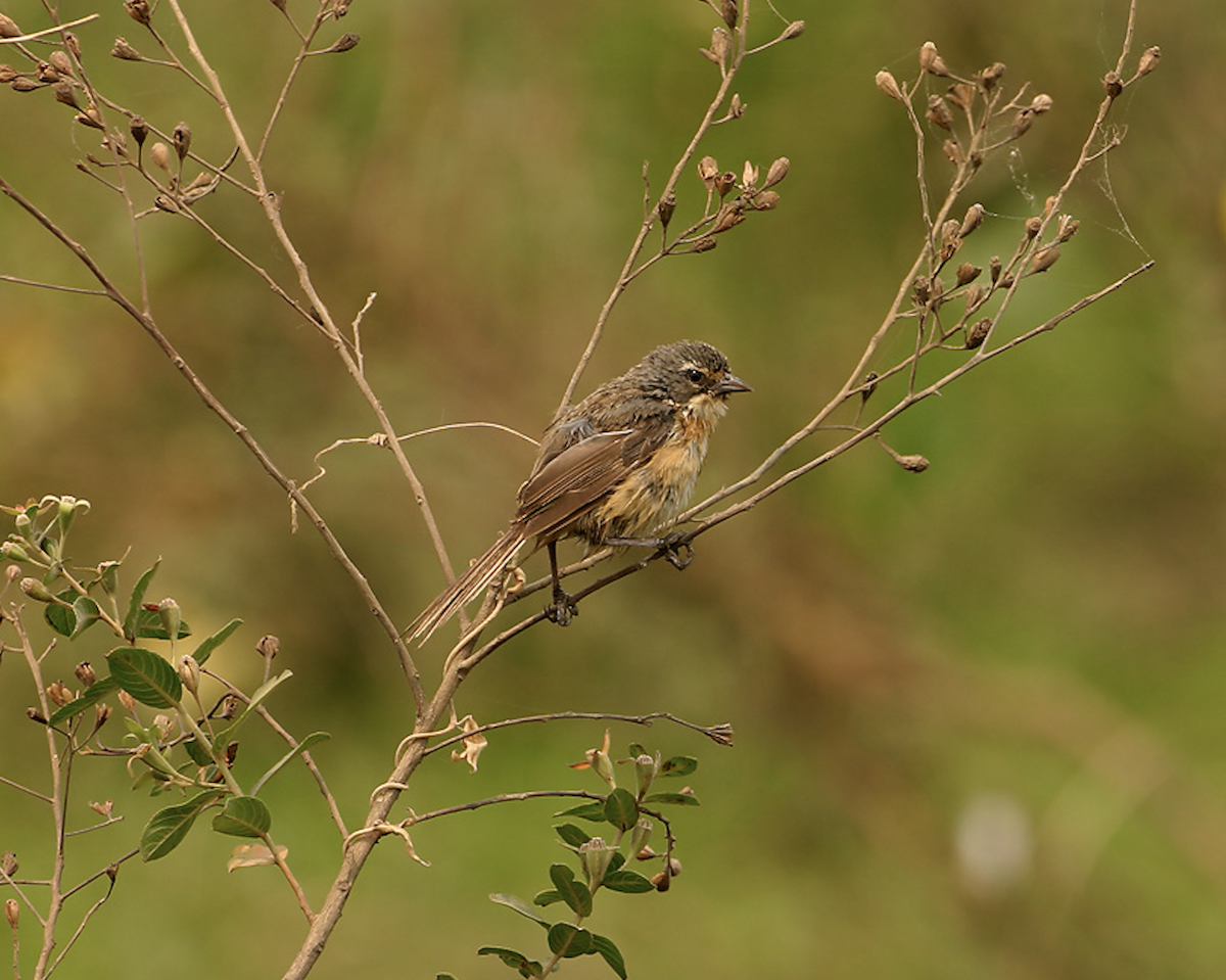 Long-tailed Reed Finch - ML623687516