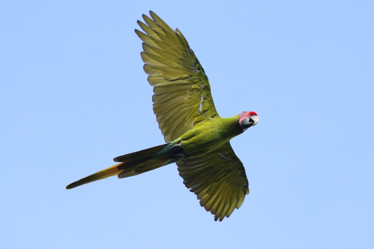 Great Green Macaw - ML623687520