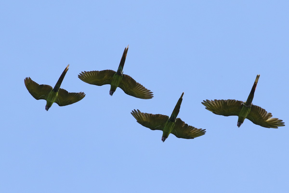 Great Green Macaw - ML623687521