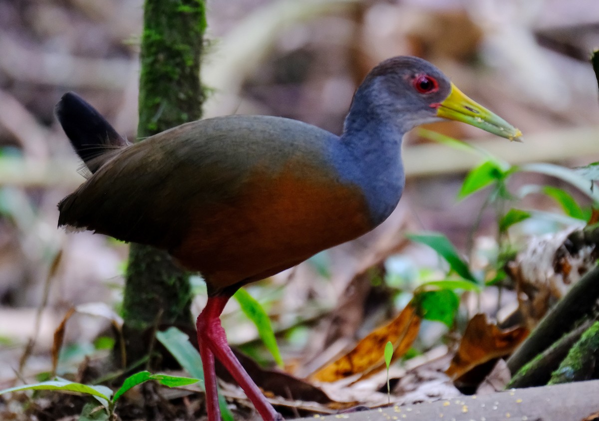 Gray-cowled Wood-Rail - David Zittin