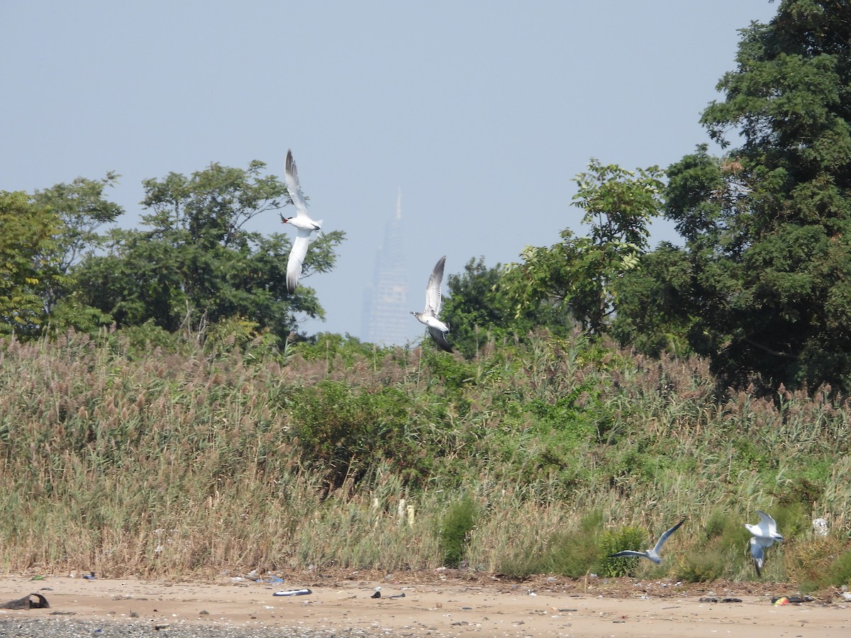 Caspian Tern - ML623687526