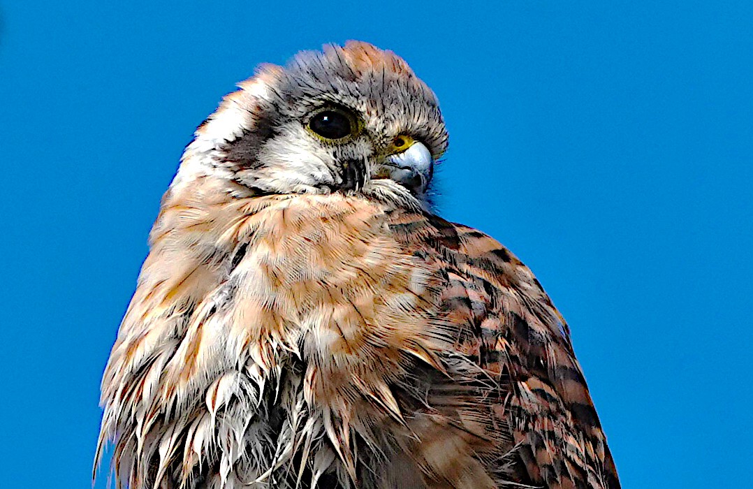 American Kestrel - ML623687528