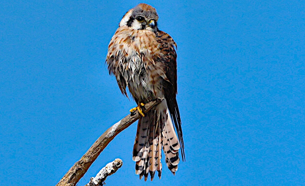 American Kestrel - ML623687529