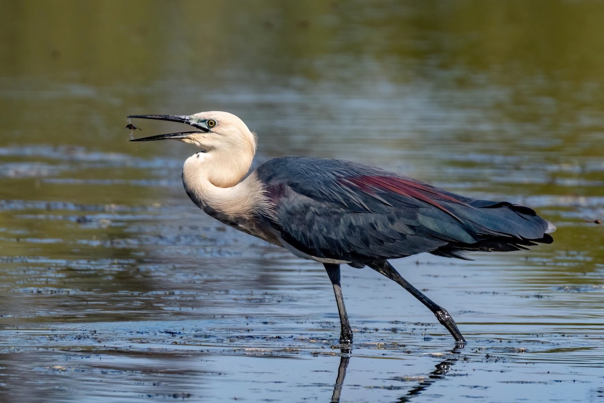 Pacific Heron - ML623687535