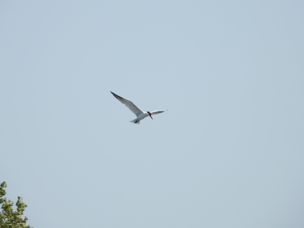 Caspian Tern - ML623687541