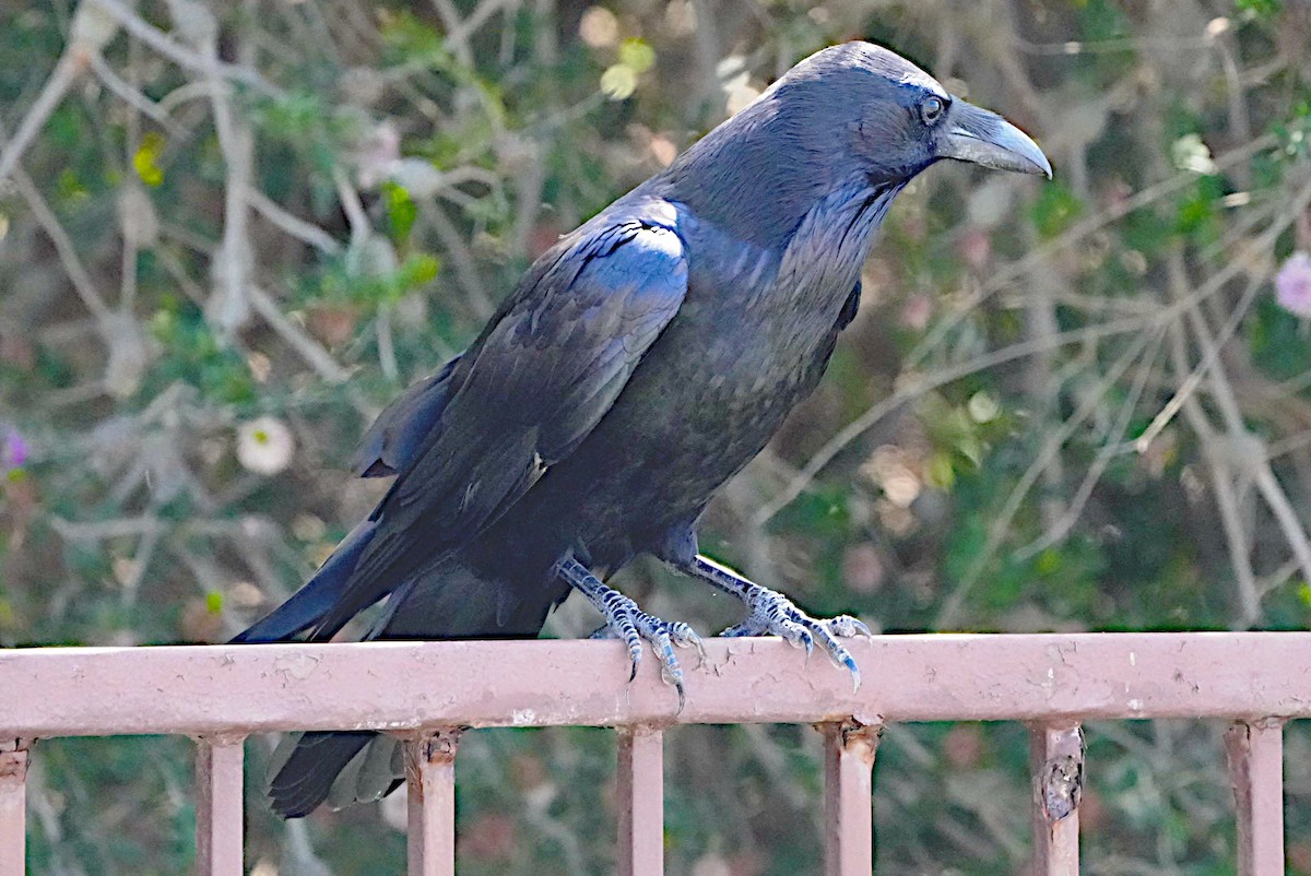 Common Raven - ML623687557