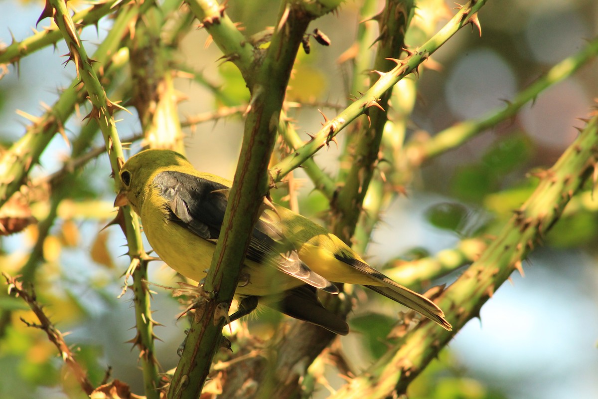 Scarlet Tanager - ML623687572