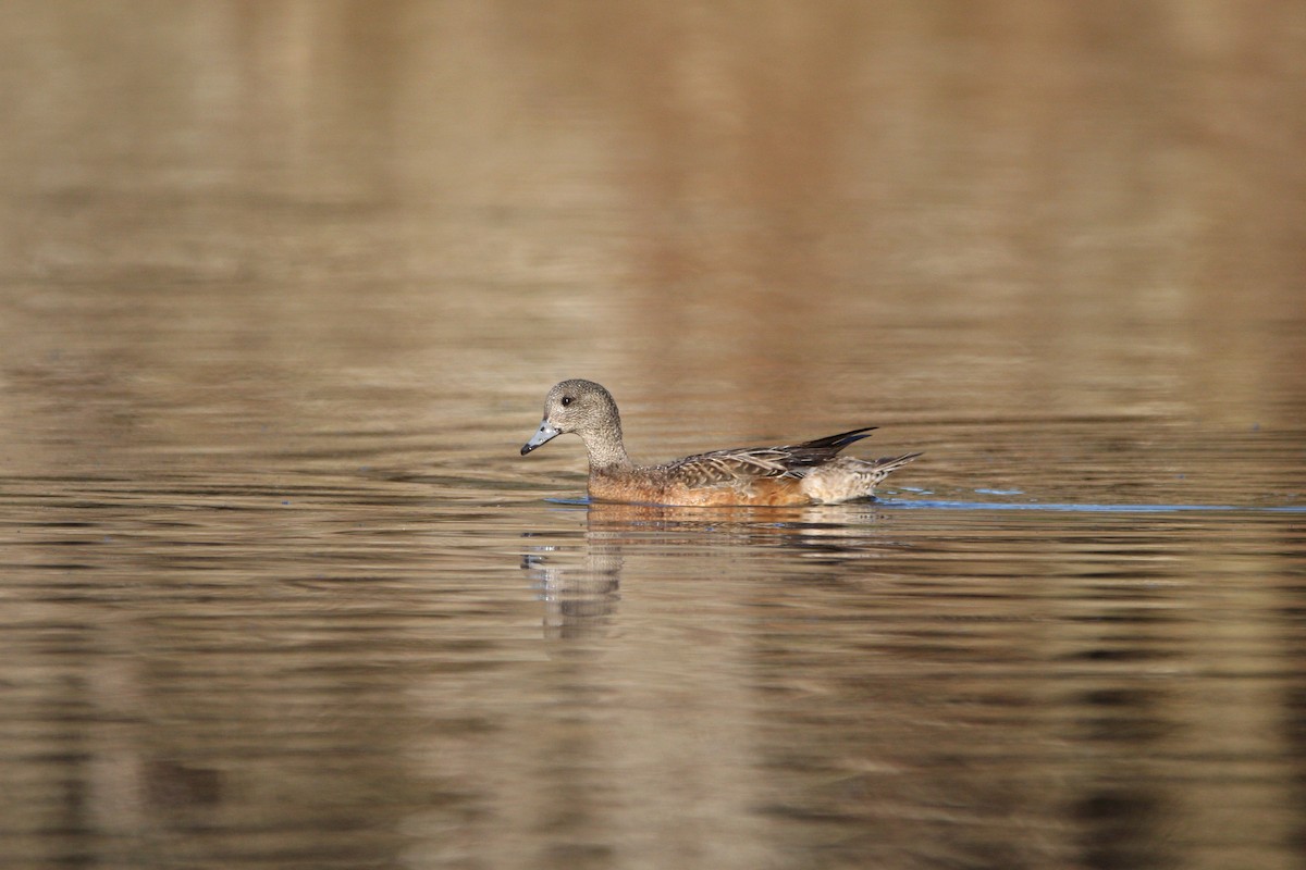 Canard d'Amérique - ML623687576