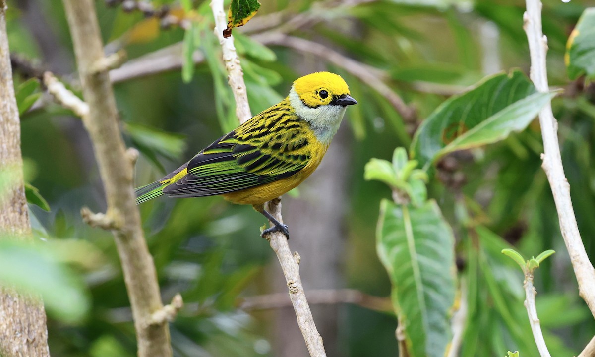 Silver-throated Tanager - ML623687588