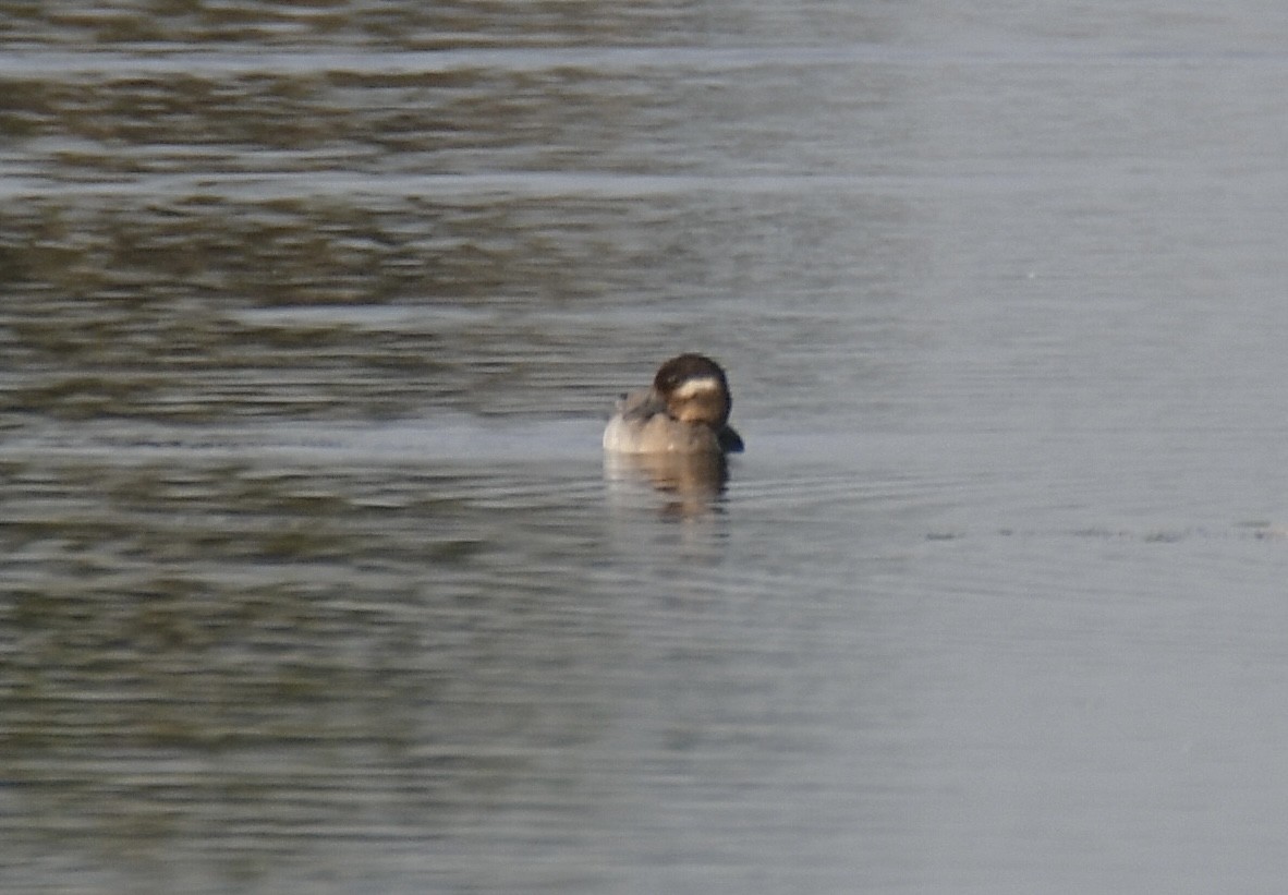 Bufflehead - ML623687619