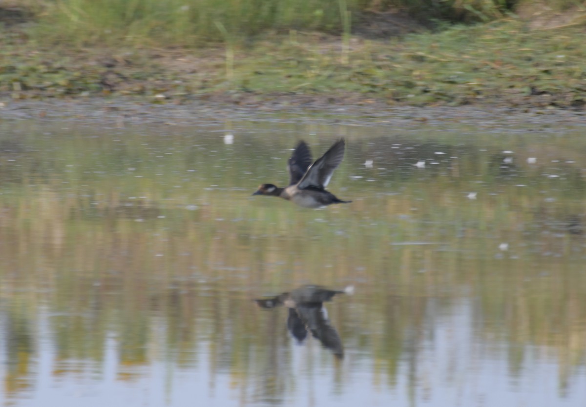 Bufflehead - ML623687620