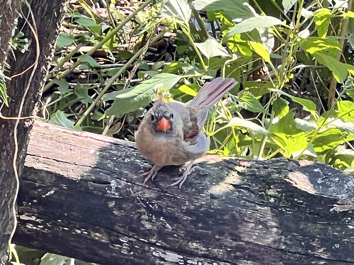 Northern Cardinal - ML623687624