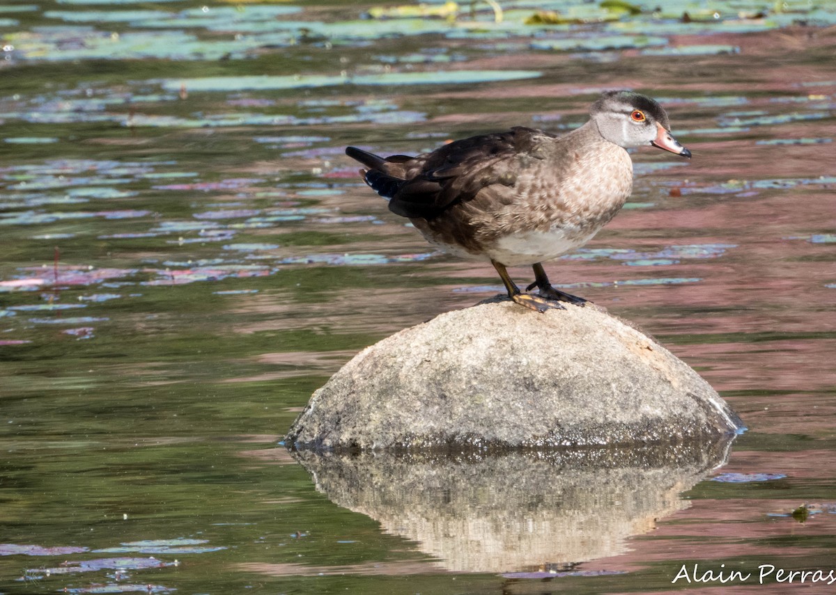 Wood Duck - ML623687625