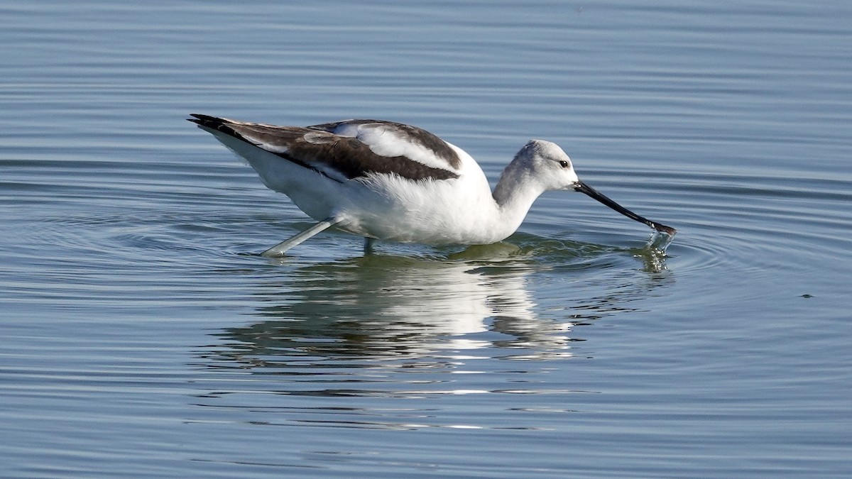 American Avocet - ML623687652